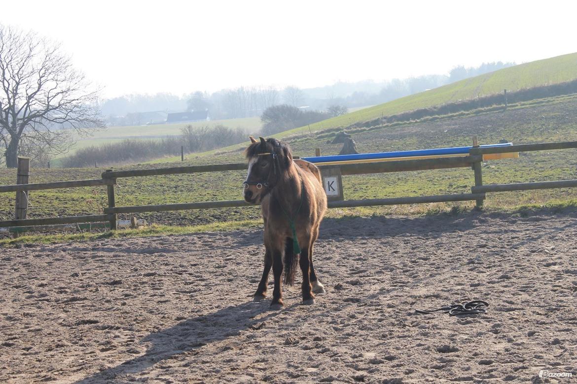 Welsh Pony (sec B) Muffe billede 9