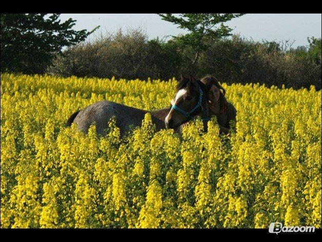 Welsh Pony (sec B) Muffe billede 11