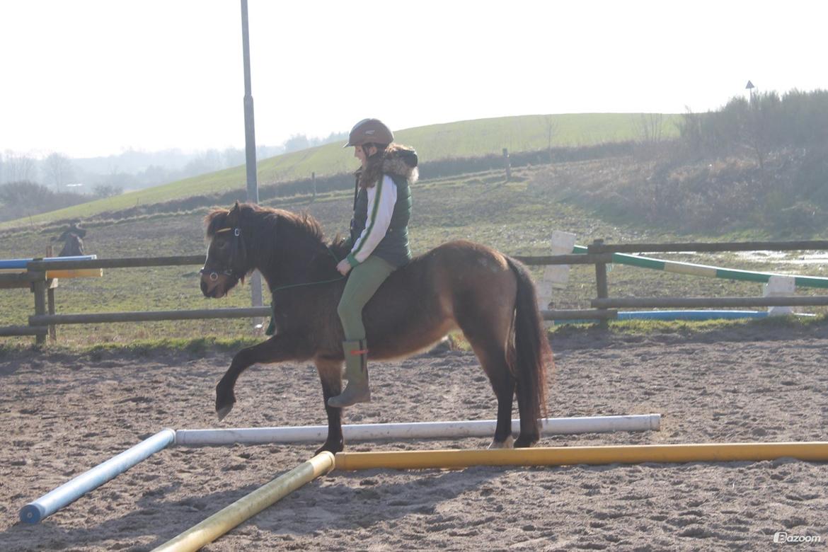 Welsh Pony (sec B) Muffe billede 12