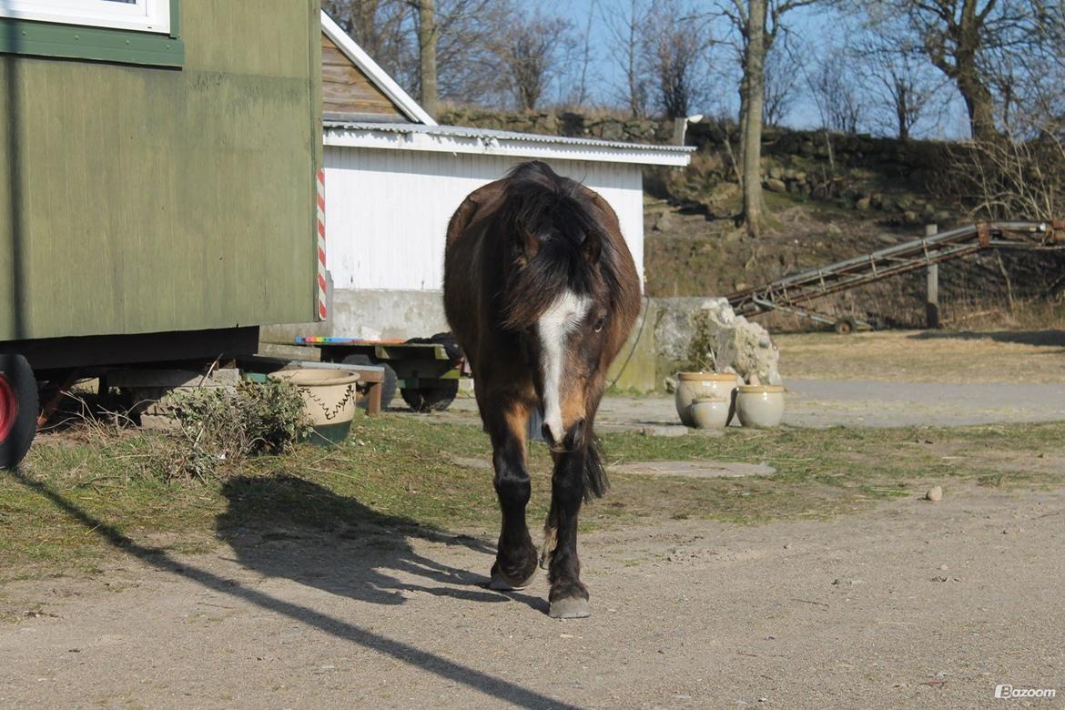 Welsh Pony (sec B) Muffe billede 16