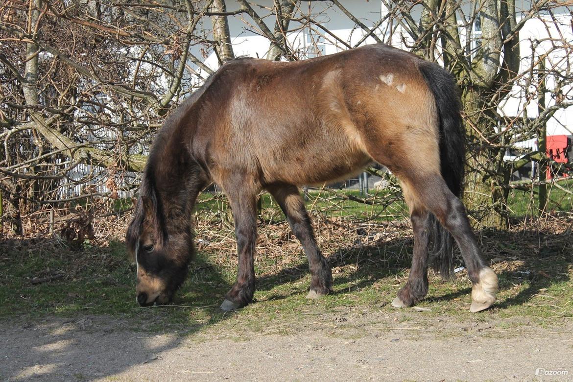 Welsh Pony (sec B) Muffe billede 17