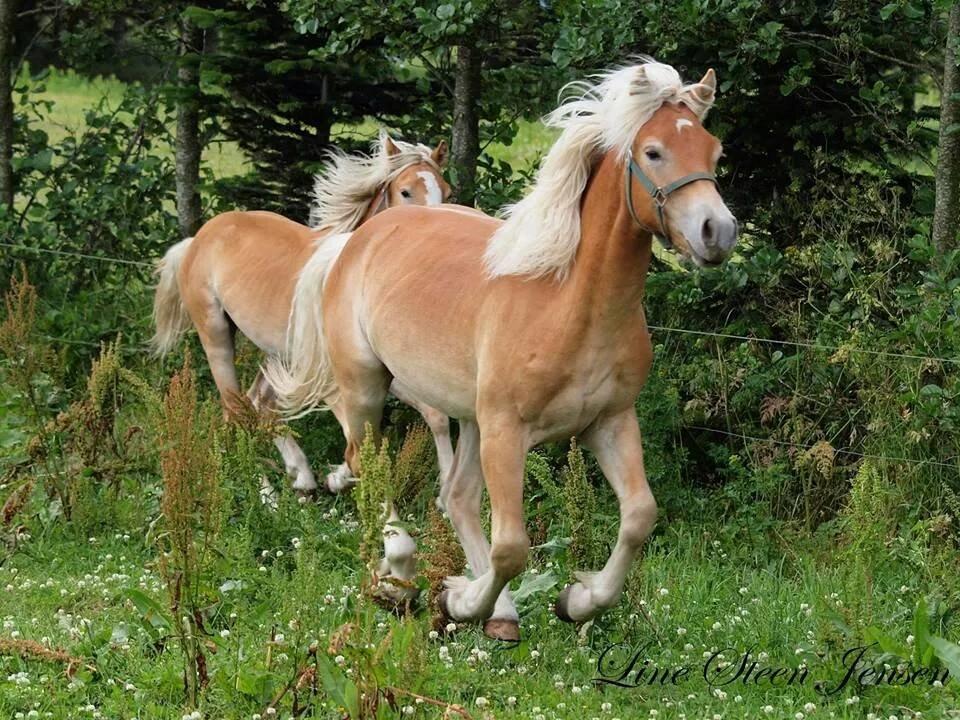 Haflinger Amigo af Nr.fuglsang billede 3