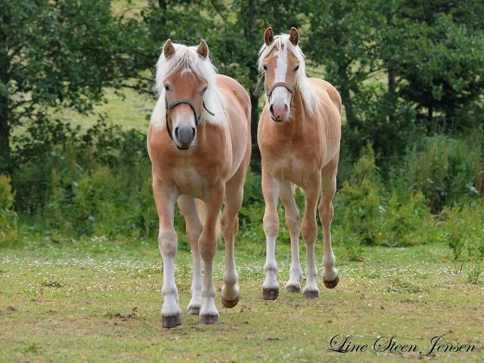 Haflinger Amigo af Nr.fuglsang billede 5