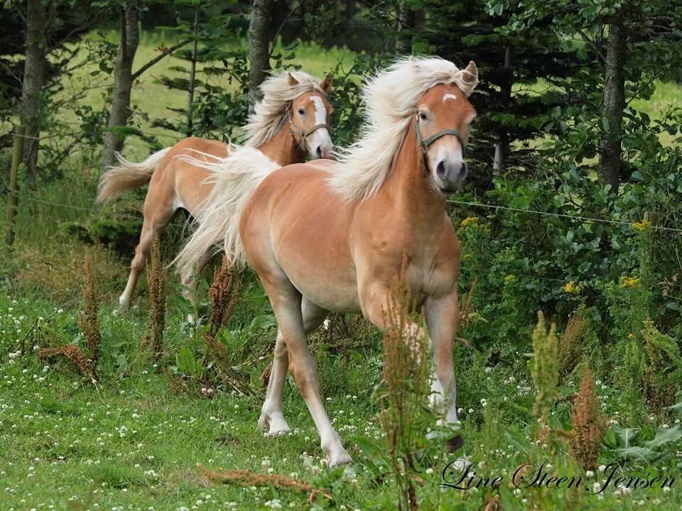 Haflinger Amigo af Nr.fuglsang billede 2