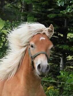 Haflinger Amigo af Nr.fuglsang billede 6