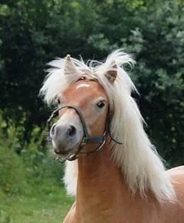 Haflinger Amigo af Nr.fuglsang billede 9