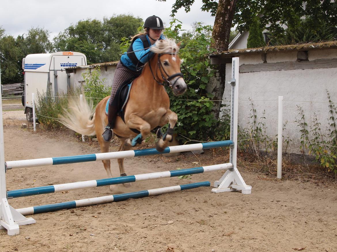 Haflinger Hans - Det vi elsker meeeest ! <3  billede 5