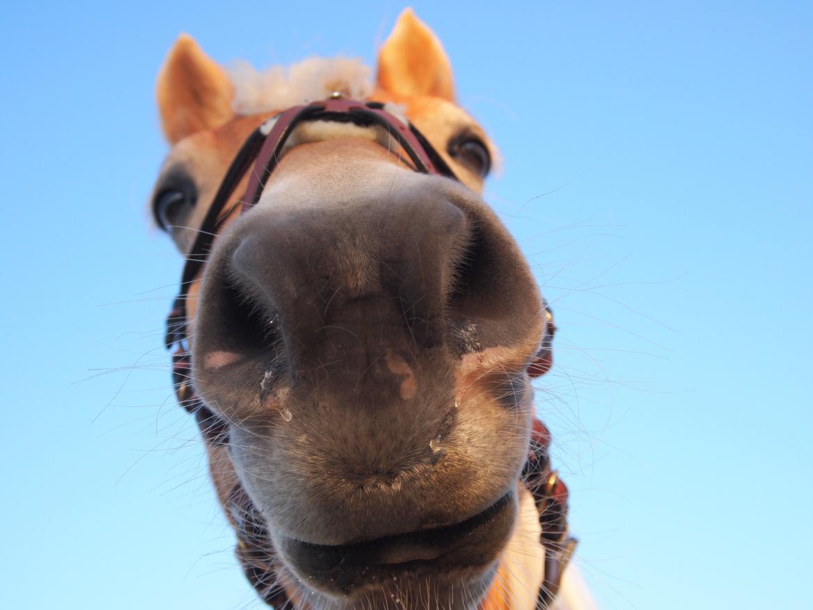 Haflinger Hans - Er jeg ikke sød fra denne vinkel xD <3  billede 6