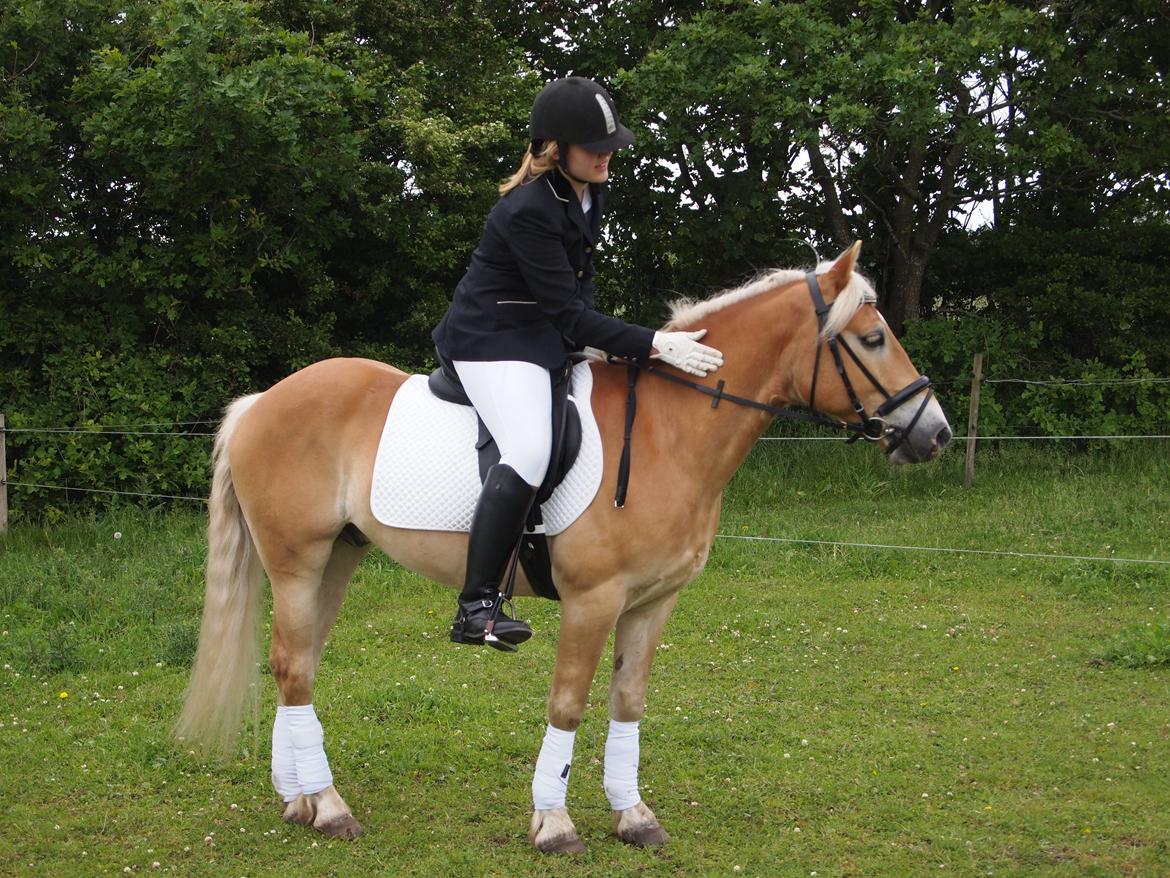 Haflinger Hans - Dressur hypper ! <3  billede 7