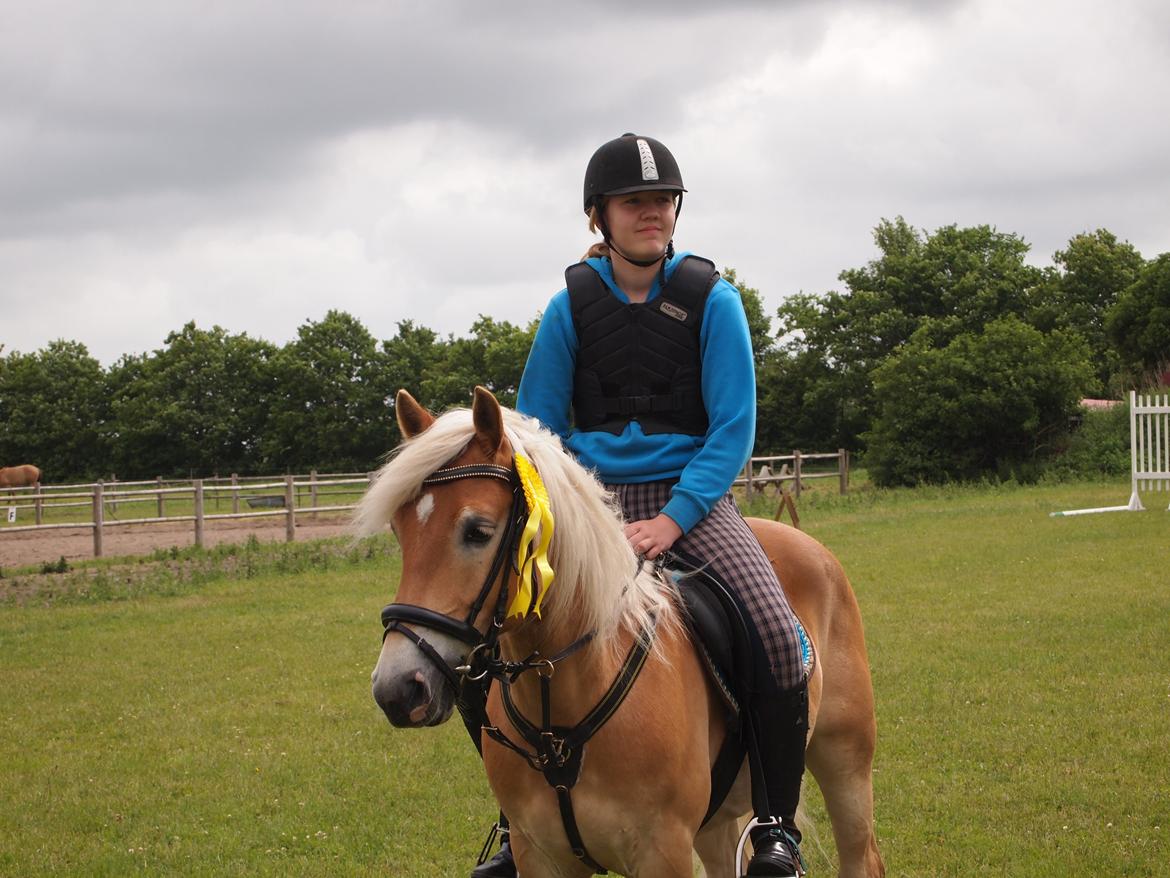 Haflinger Hans - .. <3  billede 8