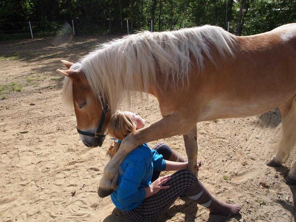 Haflinger Hans - Krammer! <3  billede 9