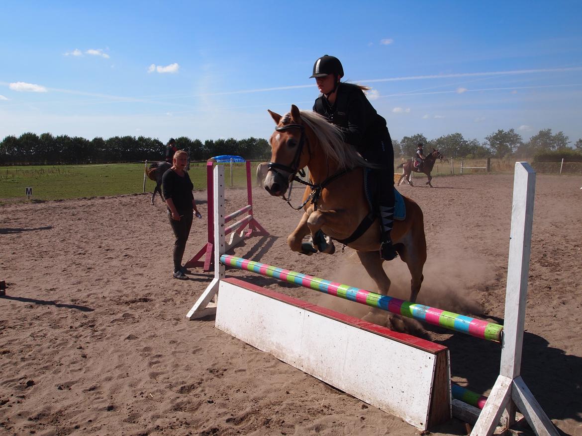 Haflinger Hans - <3 <3 <3  billede 13