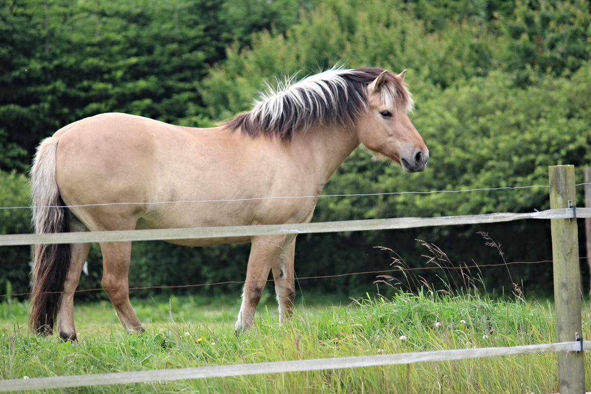 Fjordhest Chaplin - Chaplin på folden billede 7