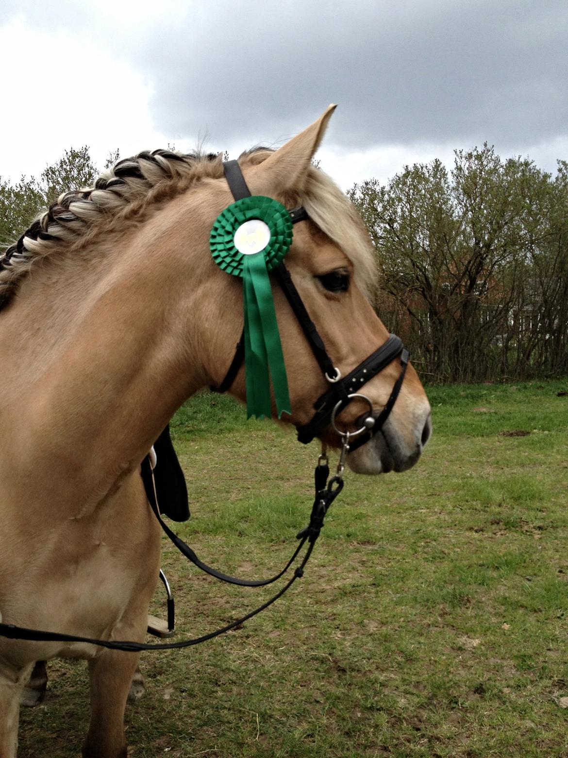 Fjordhest Chaplin - 5 plads i en LA1 til fjordhestestævne :)
 billede 2