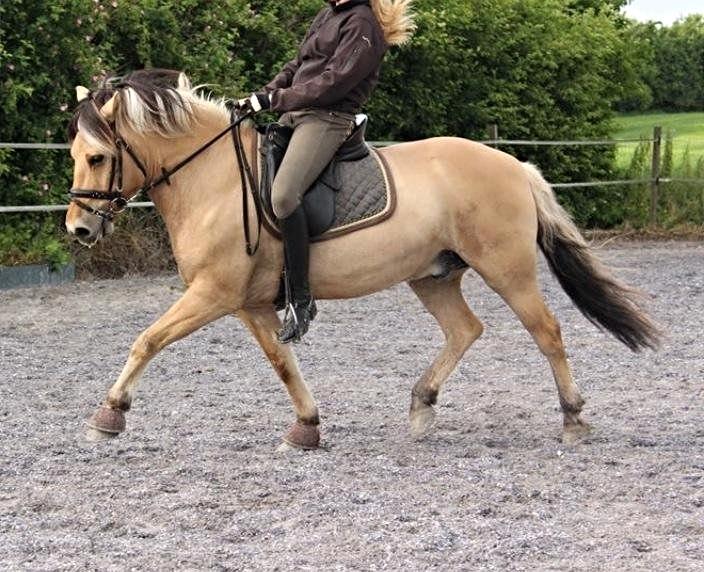 Fjordhest Chaplin - Undervisning juni 2013, øgning:-) Ved godt at han er åben fortil,men han er ved at være god til det, den lille pus:-) billede 4