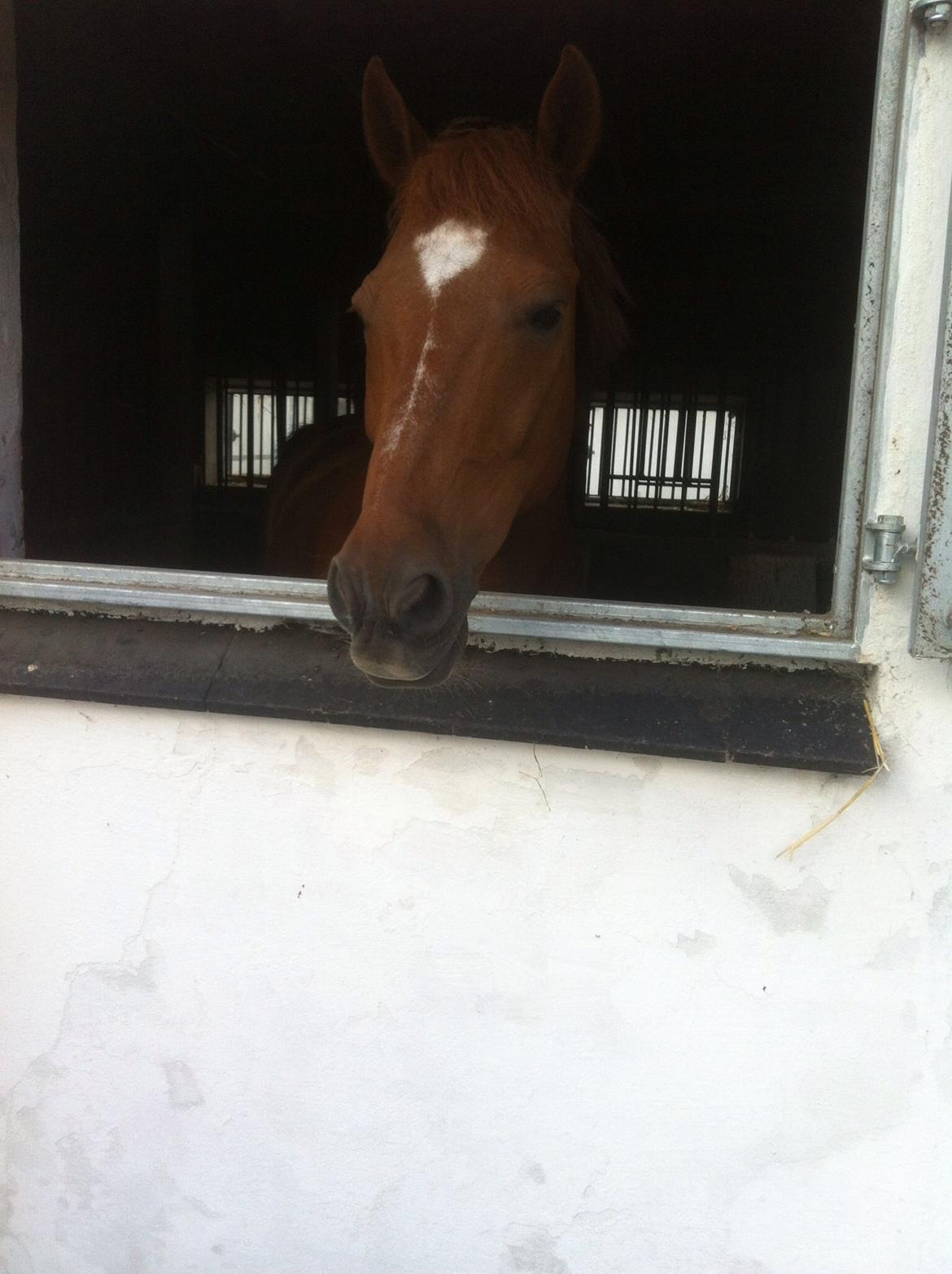 New Forest Acett Af Hvarre <3  billede 14