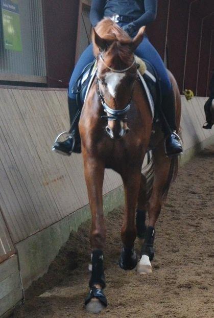 Dansk Varmblod Ejerbækgårds Zackary*Røde* billede 4