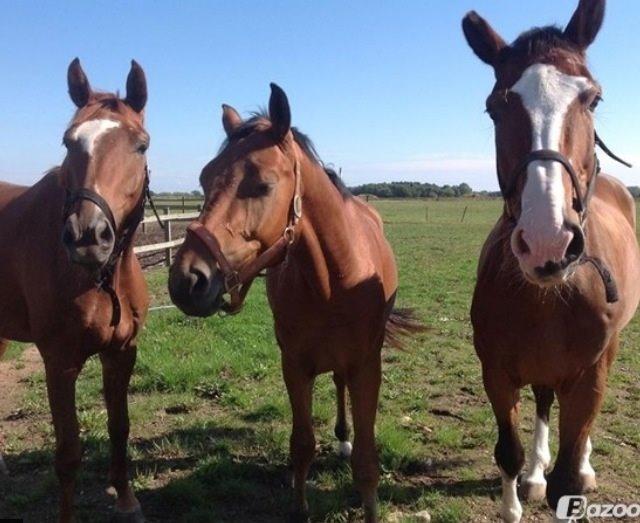 Dansk Varmblod Ejerbækgårds Zackary*Røde* billede 2