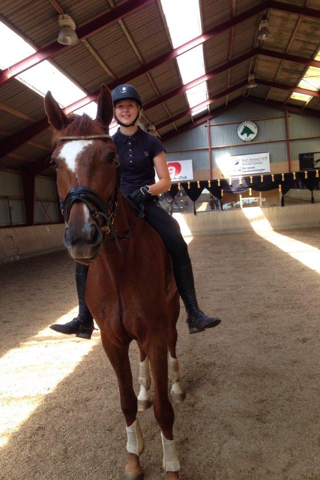 Dansk Varmblod Ejerbækgårds Zackary*Røde* billede 3