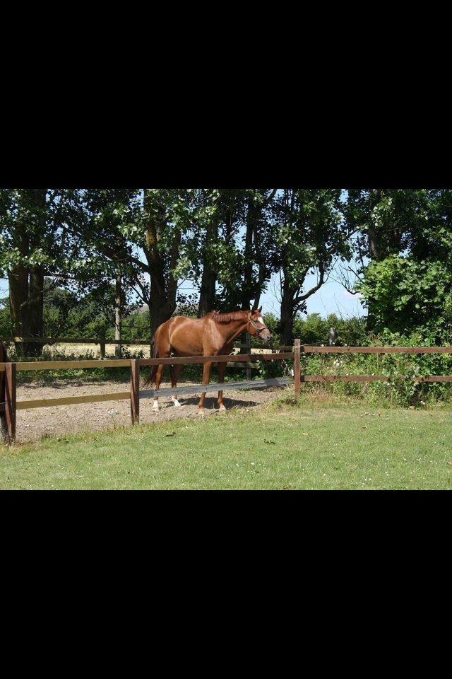 Dansk Varmblod Ejerbækgårds Zackary*Røde* billede 1