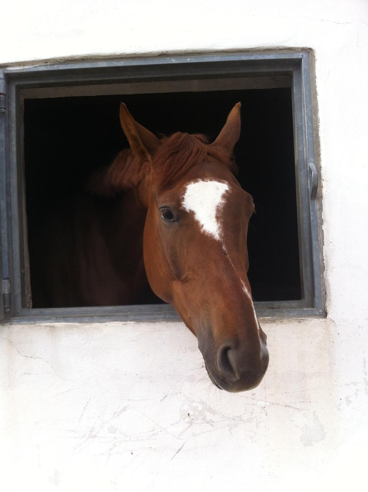 Dansk Varmblod Ejerbækgårds Zackary*Røde* billede 5