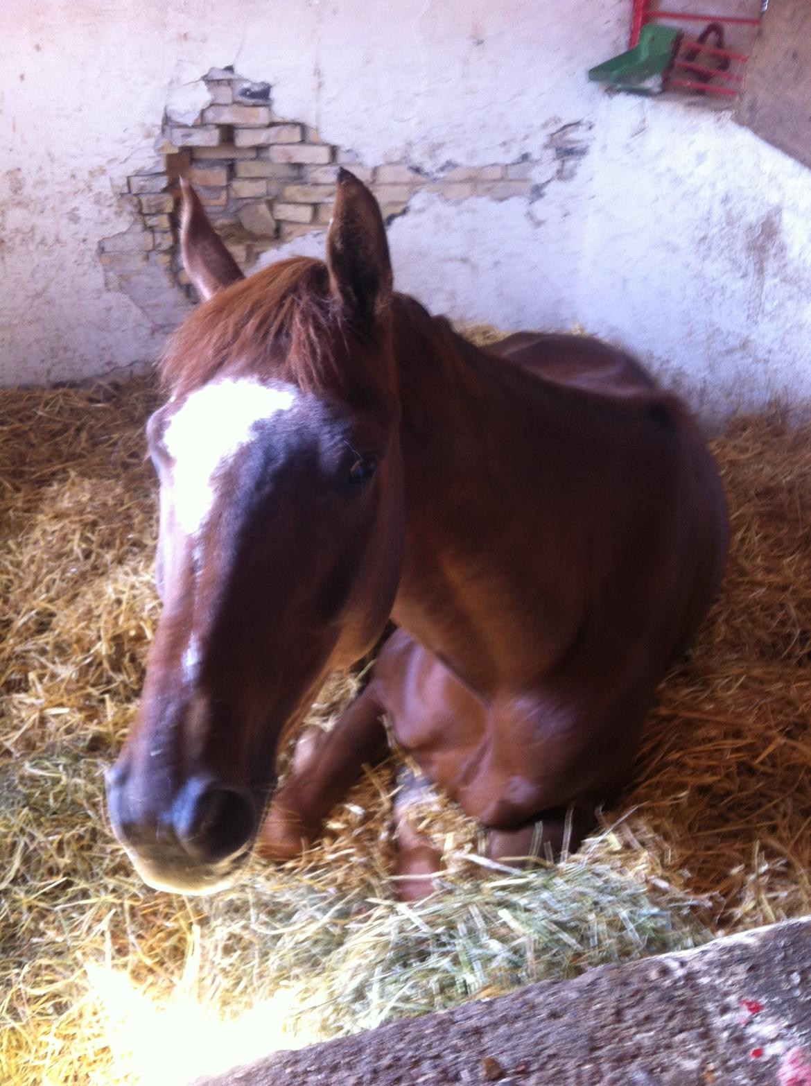 Dansk Varmblod Ejerbækgårds Zackary*Røde* billede 6