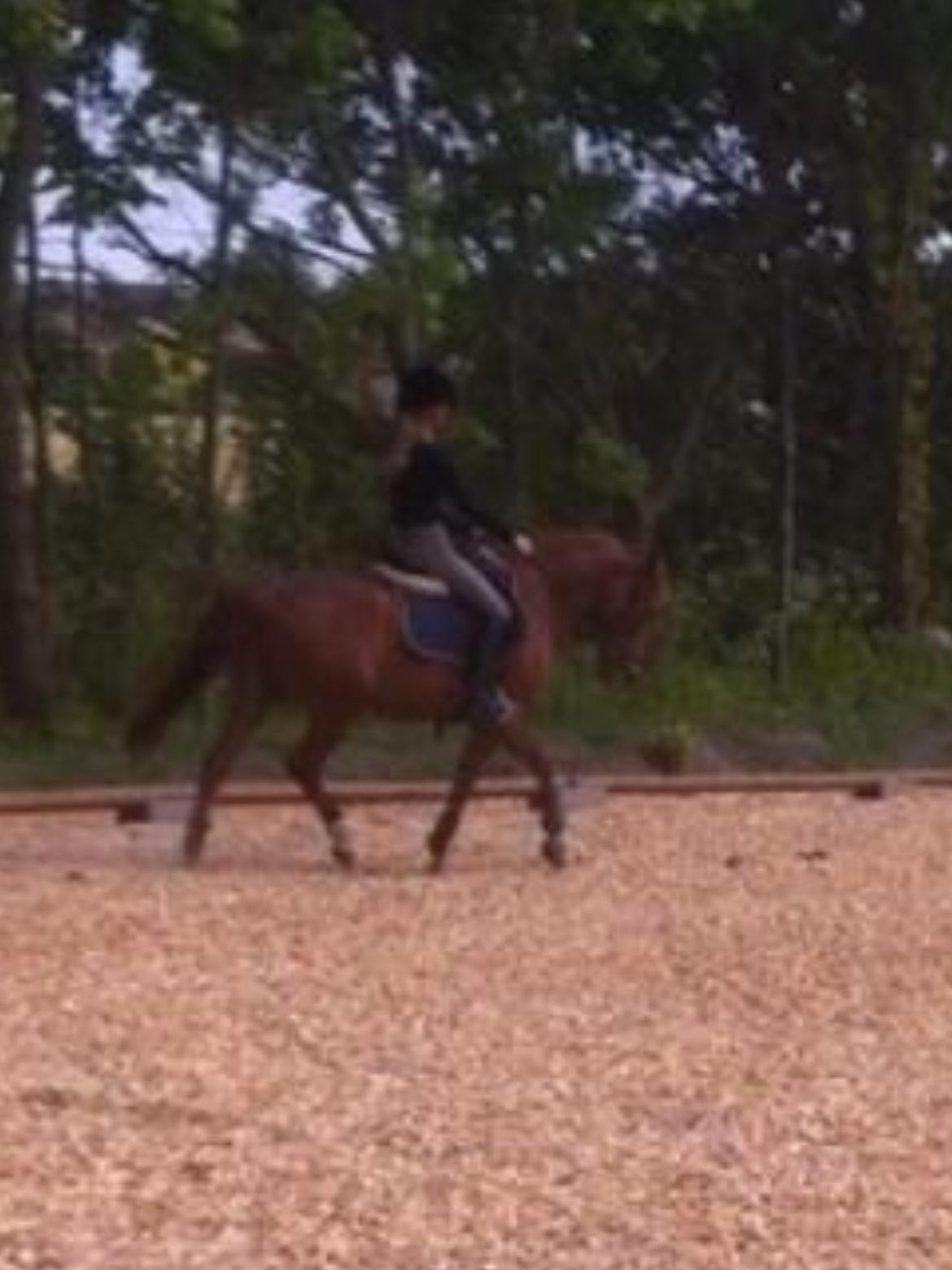 New Forest Acett Af Hvarre <3  billede 15