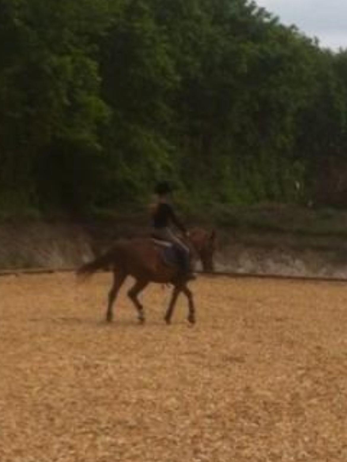 New Forest Acett Af Hvarre <3  billede 16