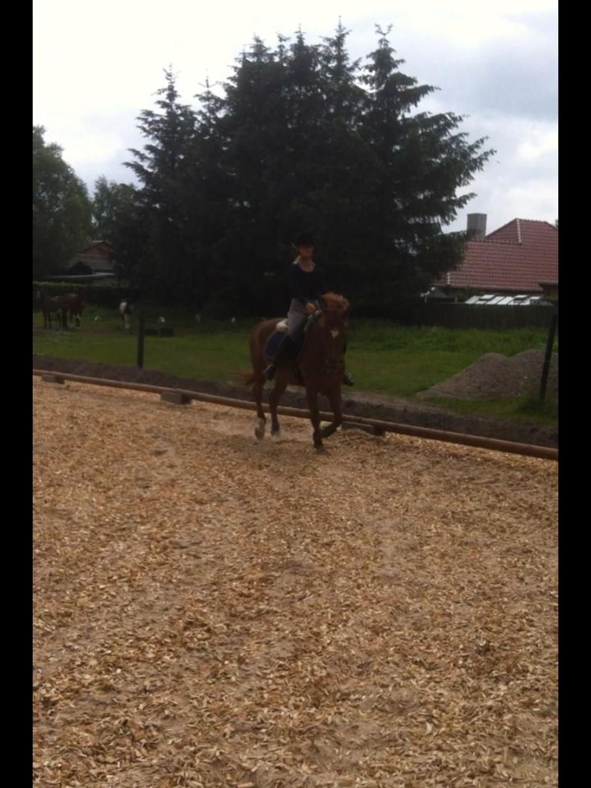 New Forest Acett Af Hvarre <3  billede 17