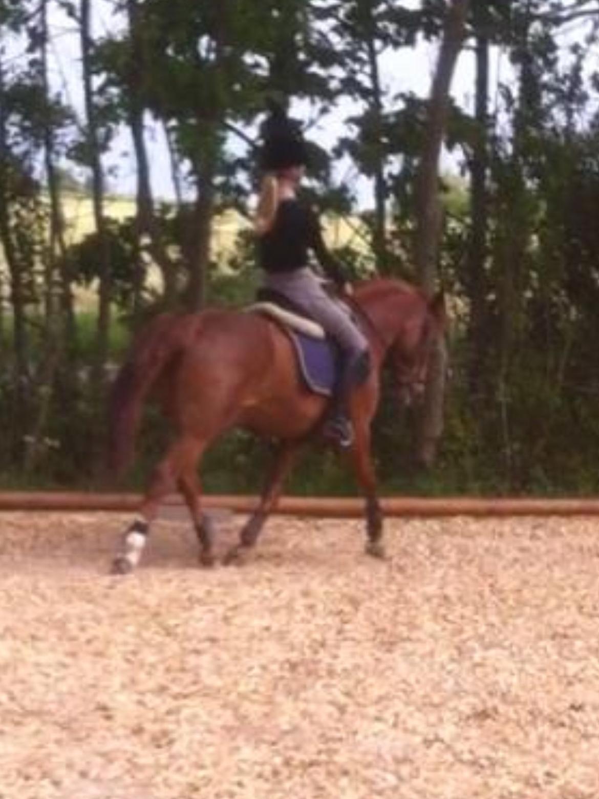 New Forest Acett Af Hvarre <3  billede 18