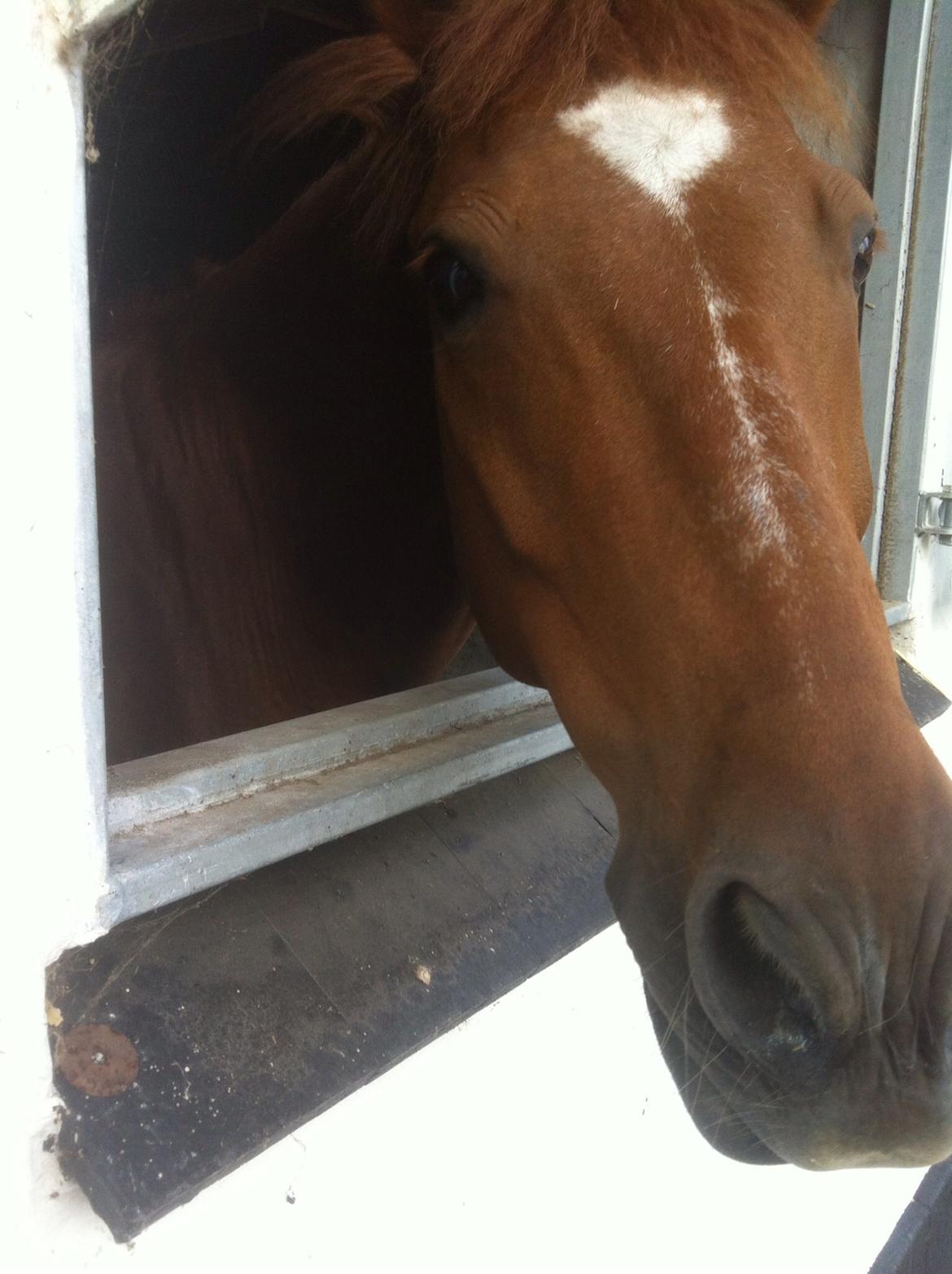 New Forest Acett Af Hvarre <3  billede 19