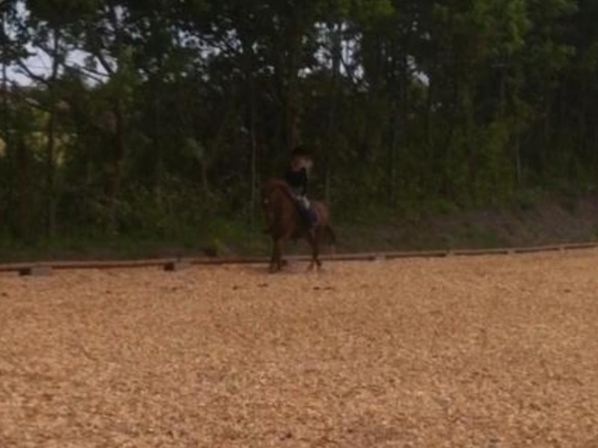 New Forest Acett Af Hvarre <3  billede 20