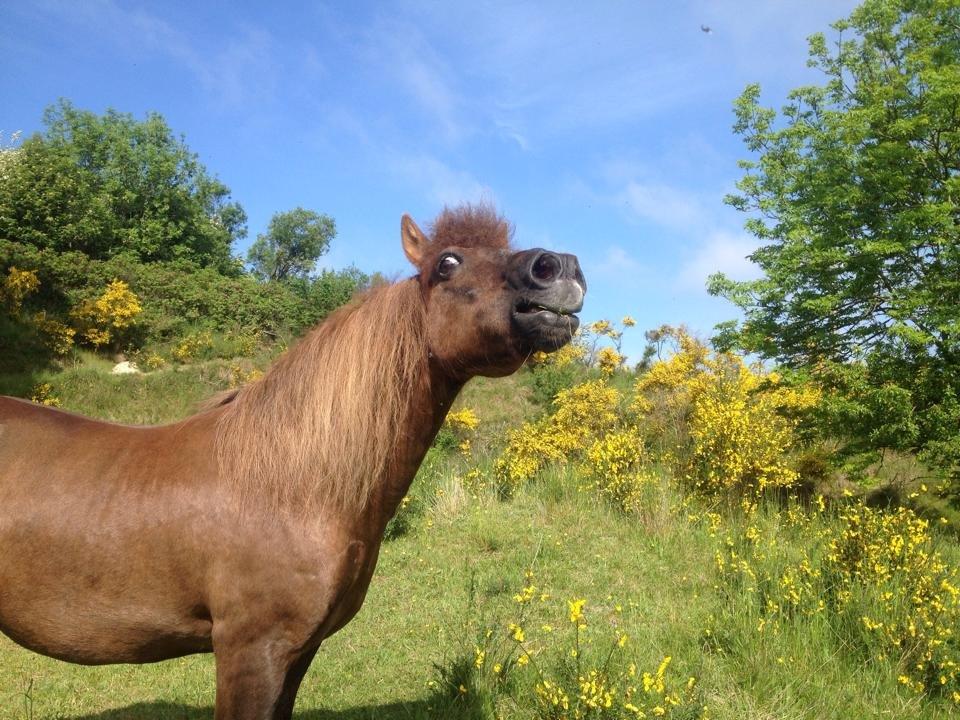 Anden særlig race Silas*. - Manse<3 billede 9