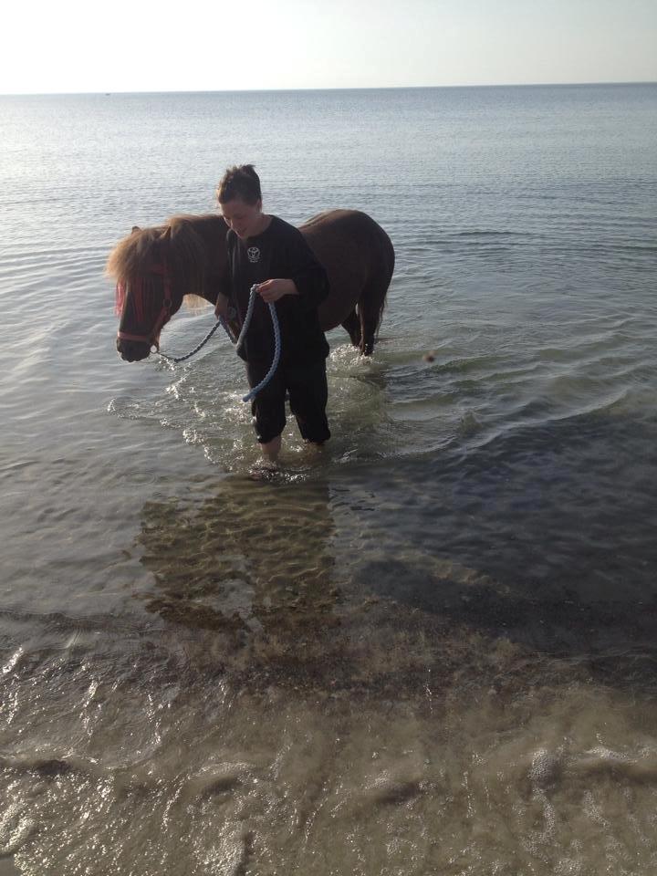 Anden særlig race Silas*. - Manse og mig på stranden billede 14