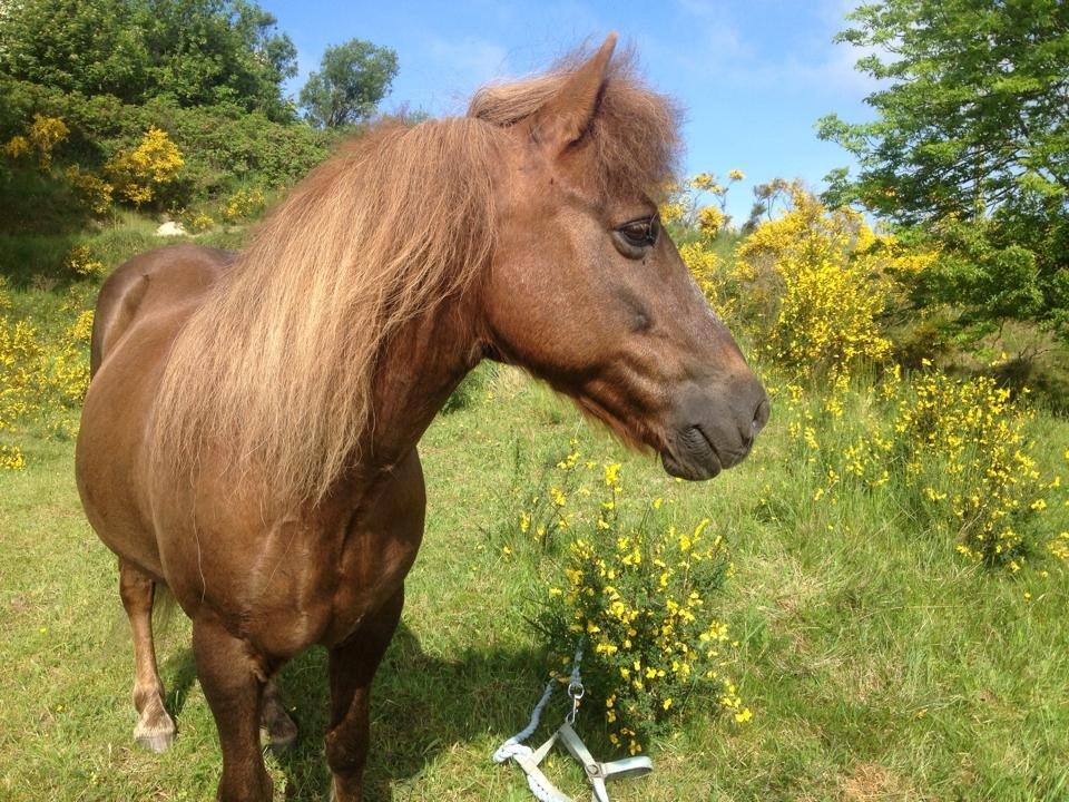 Anden særlig race Silas*. - Manse<3 billede 12