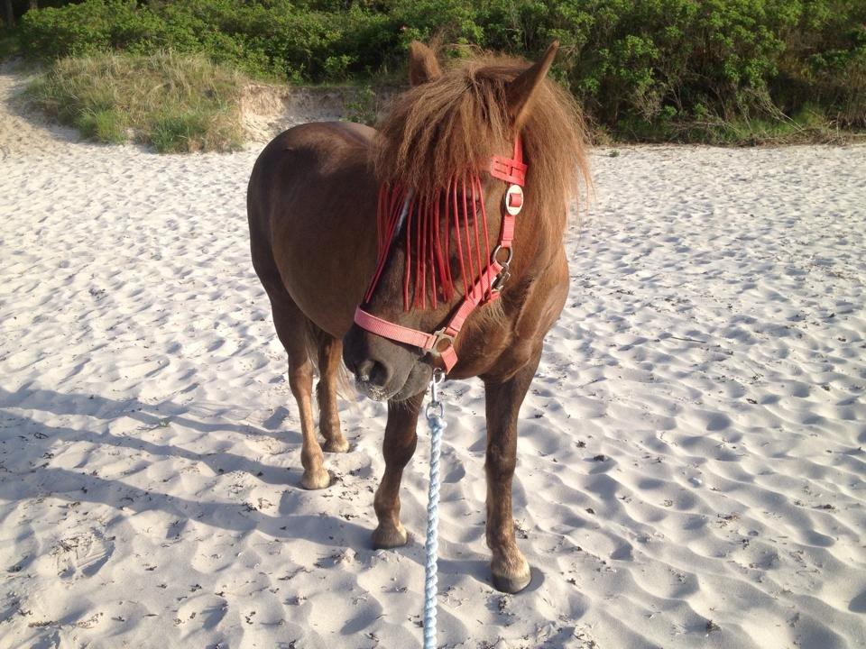 Anden særlig race Silas*. - Manse på stranden.  billede 13