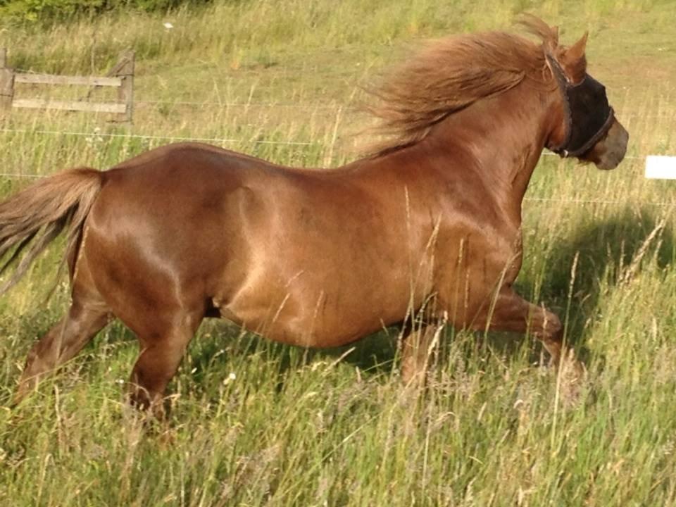 Anden særlig race Silas*. - Min smukke dreng! billede 2