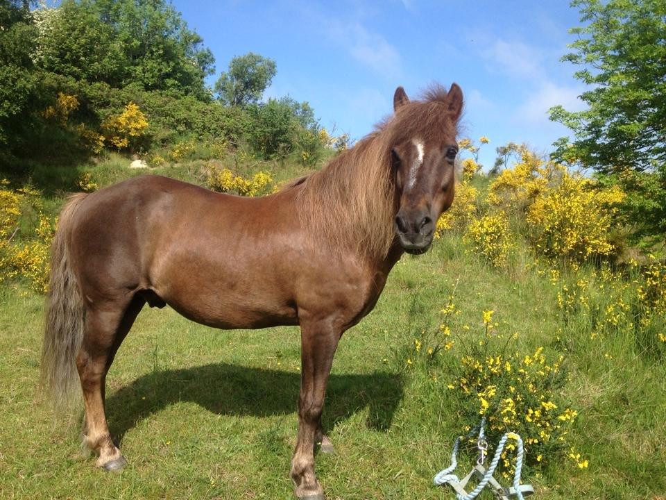 Anden særlig race Silas*. - Manse<3 billede 11