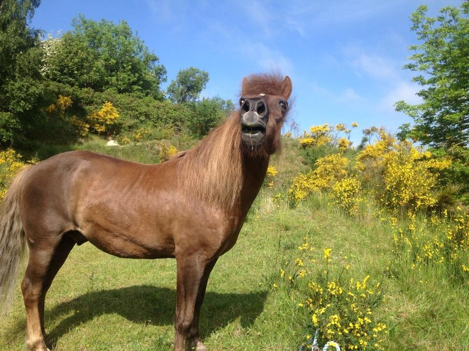 Anden særlig race Silas*. - Manse<3 billede 10