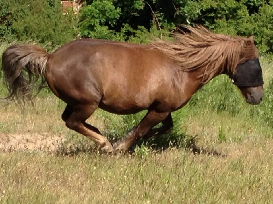 Anden særlig race Silas*. - Manse<3 billede 3