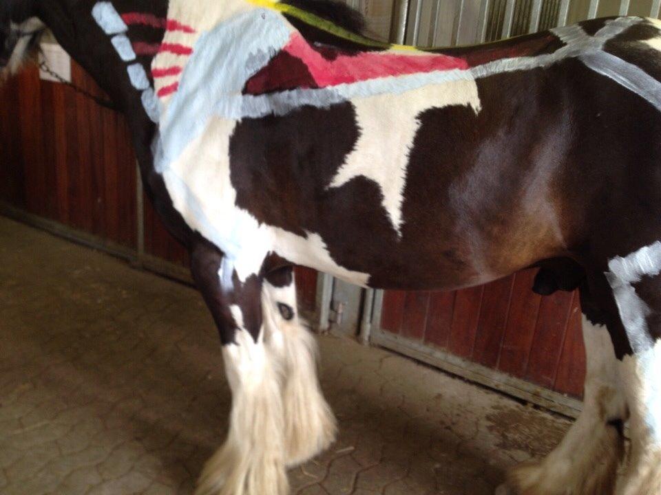 Irish Cob shadow billede 24