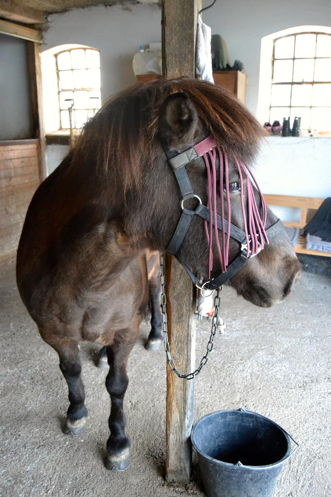 Islænder Röskva [Tidl. part] - Min yndlings pony - Juni 2014 billede 23