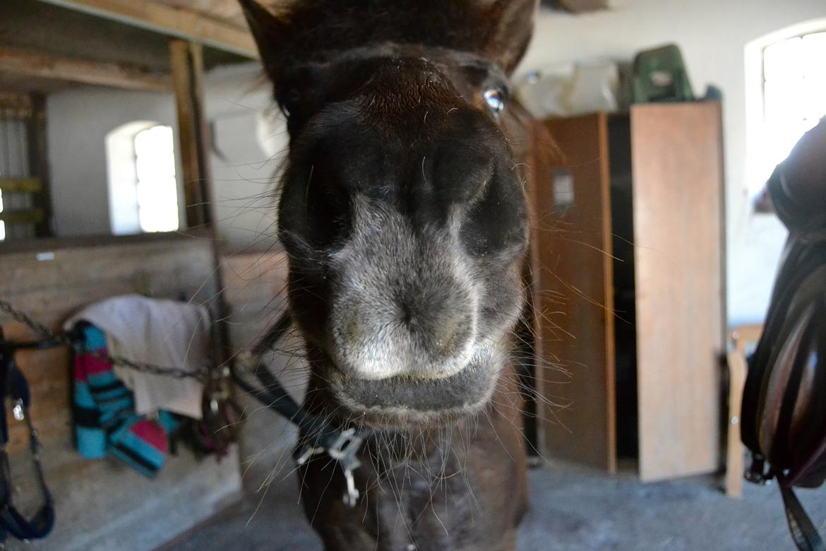 Islænder Röskva [Tidl. part] - April 2014 billede 28