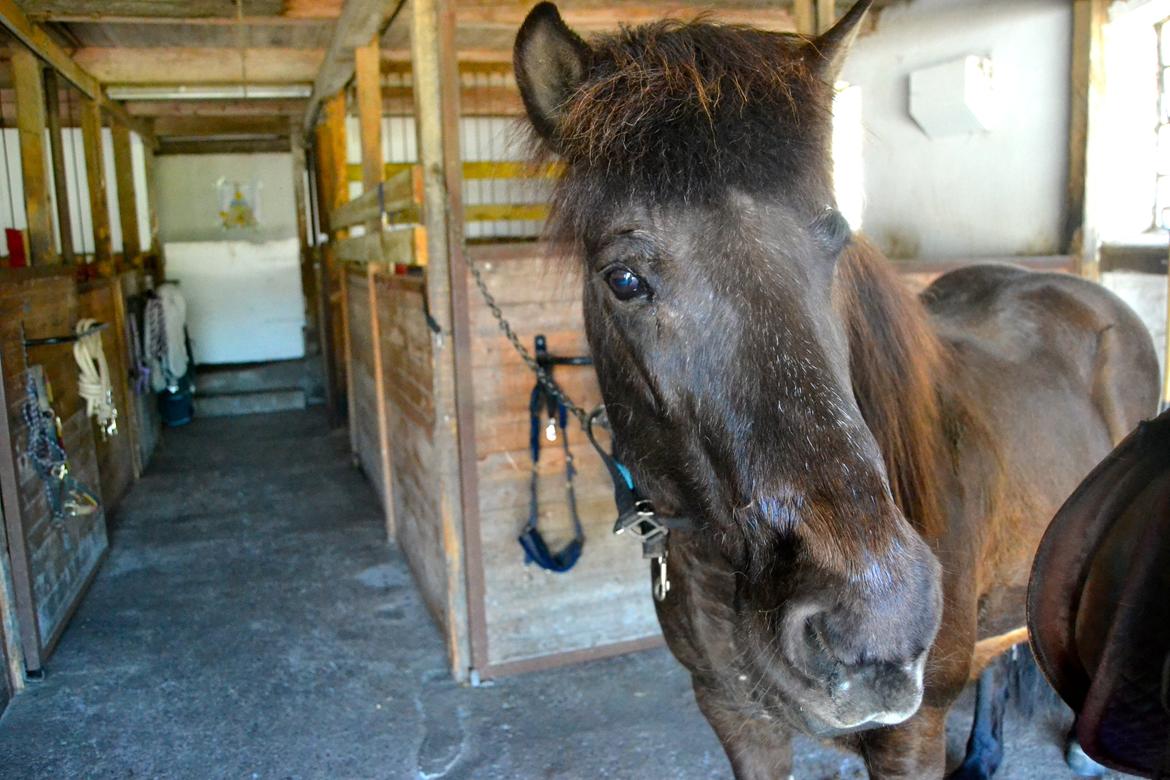 Islænder Röskva [Tidl. part] - ♡ - Maj 2014 billede 24