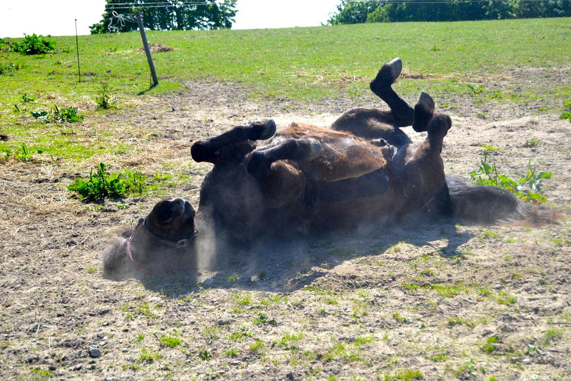 Islænder Röskva [Tidl. part] - Musse - April 2014 billede 29