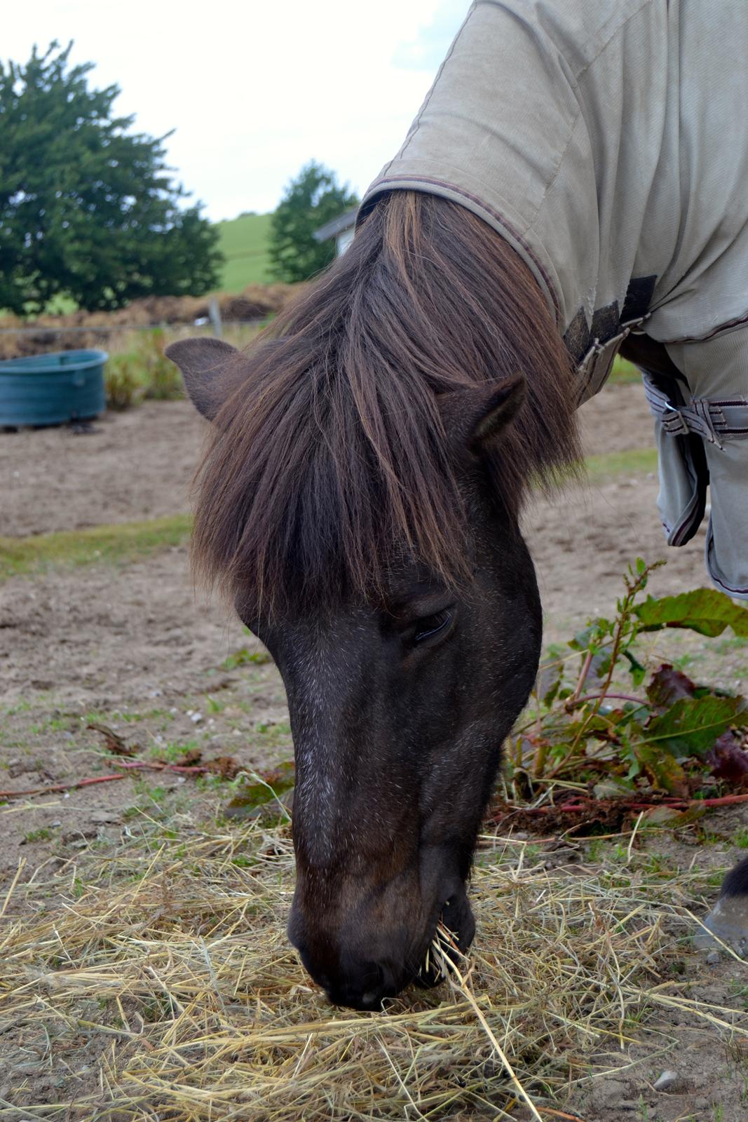 Islænder Röskva [Tidl. part] - Juni 2014 billede 21