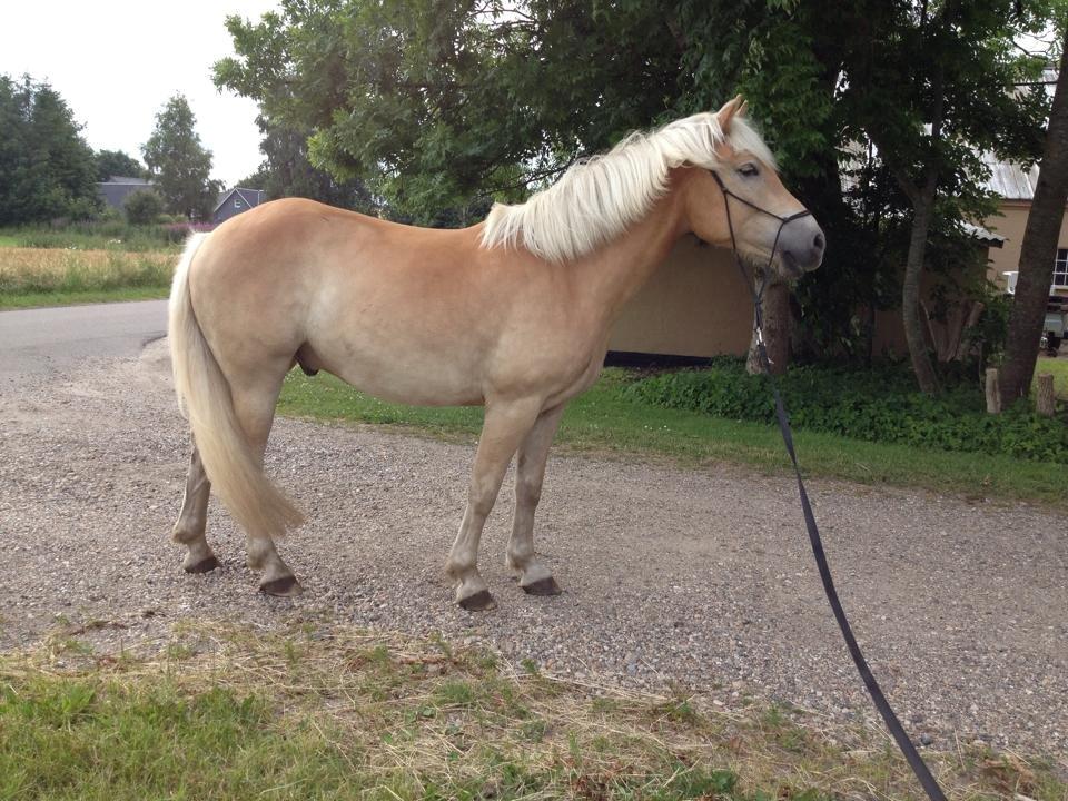 Haflinger Athæus mbm - Juli 2014 billede 4