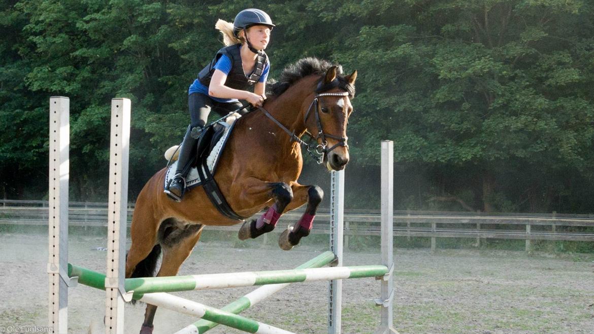 DSP Solvanggårds Casper - Foto: Ole Fulgsang billede 6