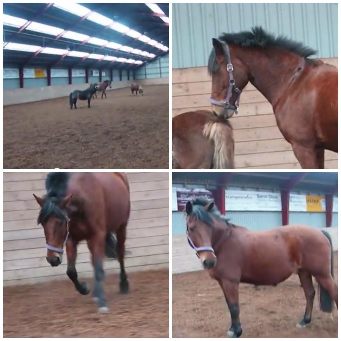 Anden særlig race Cheval Solgt - Løs i ridehus sammen med ponyerne Marts 2009 billede 21