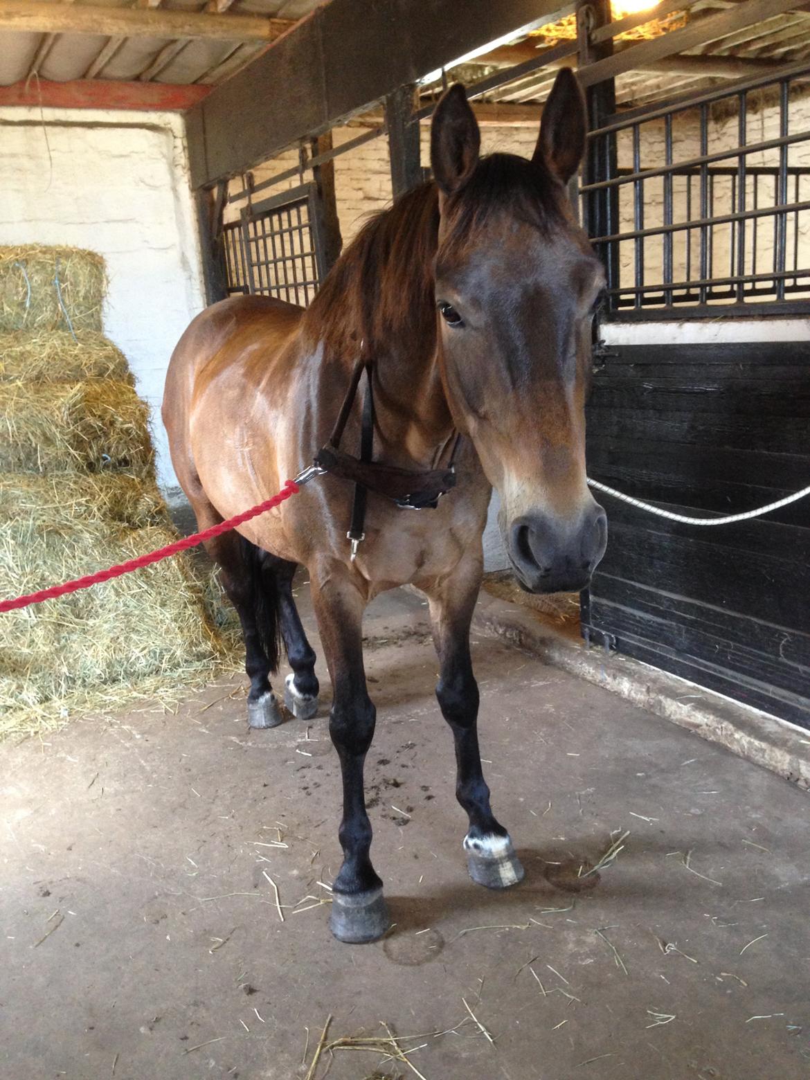 Anden særlig race Oscar - Ossie <3 - SOLGT - Hygge på staldgangen billede 19